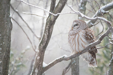 Winter Barred Owl, Acrylic Facemount