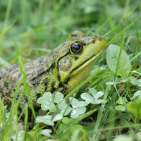 Green Frog