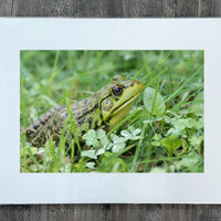 Green Frog