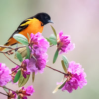 Baltimore Oriole