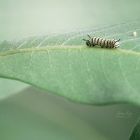 Monarch Caterpillar with Egg