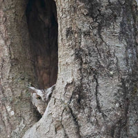 Eastern Screech Owl ~ 13"x19" Signed Collector Print with mat