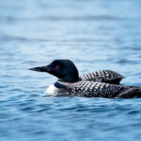 Common Loon with Chick