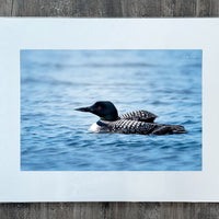 Common Loon with Chick