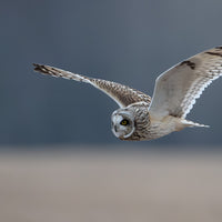 Short-eared Owl