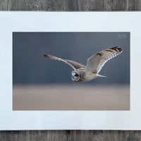 Short-eared Owl