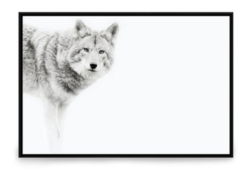 Gray Wolf - Framed Canvas