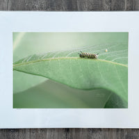 Monarch Caterpillar with Egg