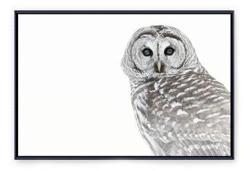 Barred Owl, Framed Canvas