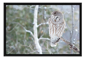 Barred Owl,  Framed Canvas