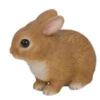 Sitting Rabbit