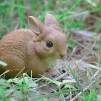 Sitting Rabbit