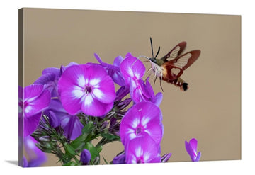 Clearwing Hummingbird Moth, Canvas
