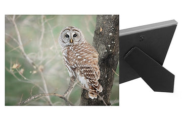 Barred Owl - Desktop Canvas