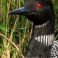 Loon