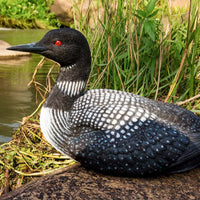 Loon