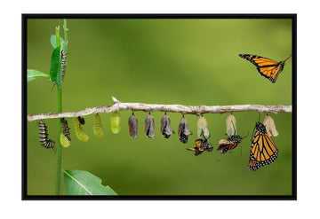 Monarch Butterfly Life Cycle, Framed Canvas