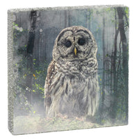 Lost & Found - Forest Owl