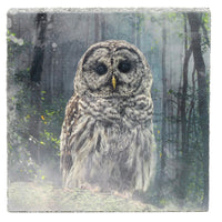 Lost & Found - Forest Owl