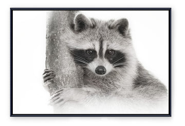 Raccoon, Framed Canvas