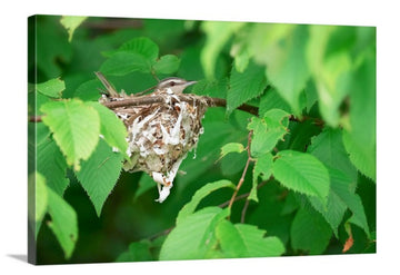 Red-eyed Vireo on Nest, Canvas