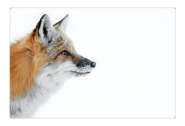 Red Fox Portrait, Acrylic Facemount