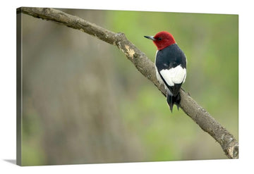 Red-headed Woodpecker, Canvas