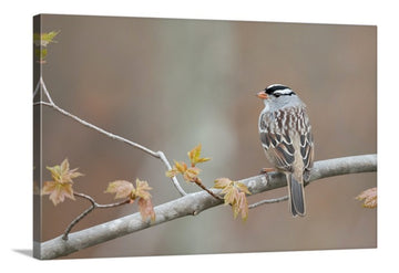 White-crowned Sparrow, Canvas