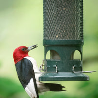 Squirrel Buster Mini