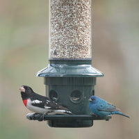 Squirrel Buster Plus