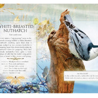The Little Book of Woodland Bird Songs
