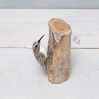 Brown Creeper