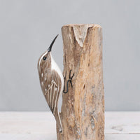 Brown Creeper