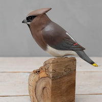 Cedar Waxwing
