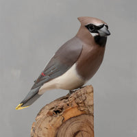Cedar Waxwing