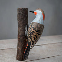 Northern Flicker