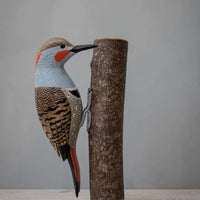 Northern Flicker