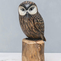 Saw-whet Owl