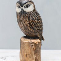 Saw-whet Owl