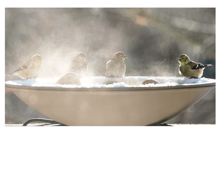 Bird Baths