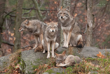 Eastern Coyotes