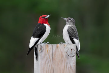 Adult Red-headed Woodpecker with Juvenile