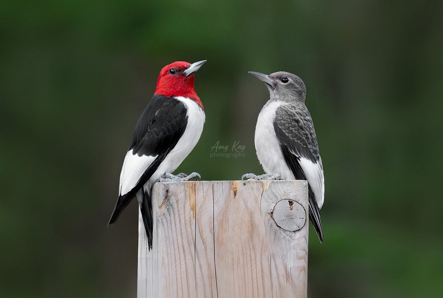 Adult Red-headed Woodpecker with Juvenile