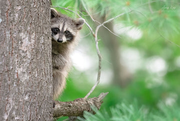 Raccoon