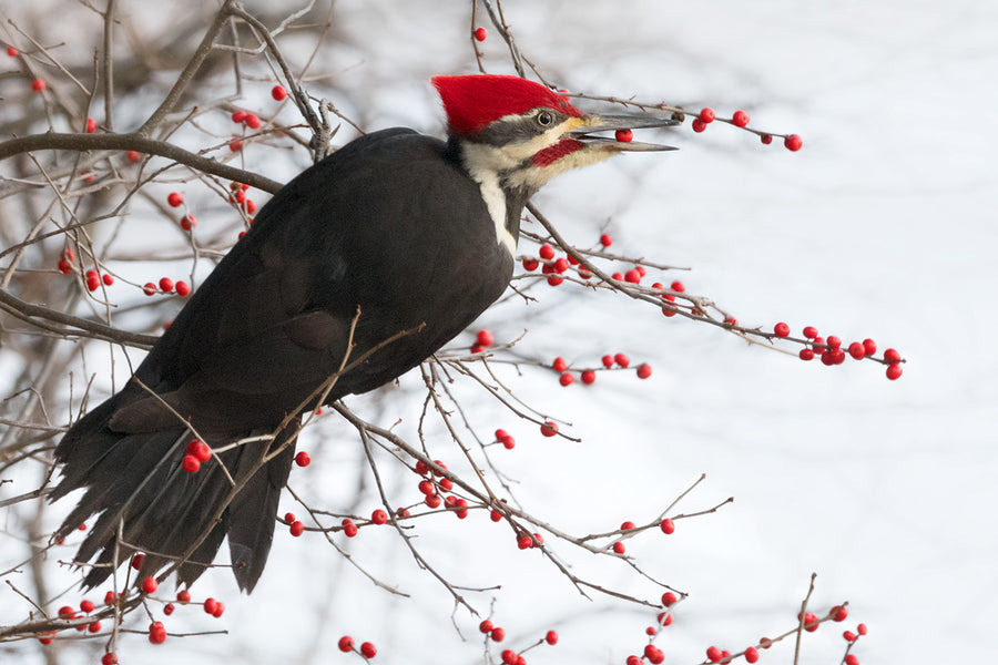 Pileated Woodpecker