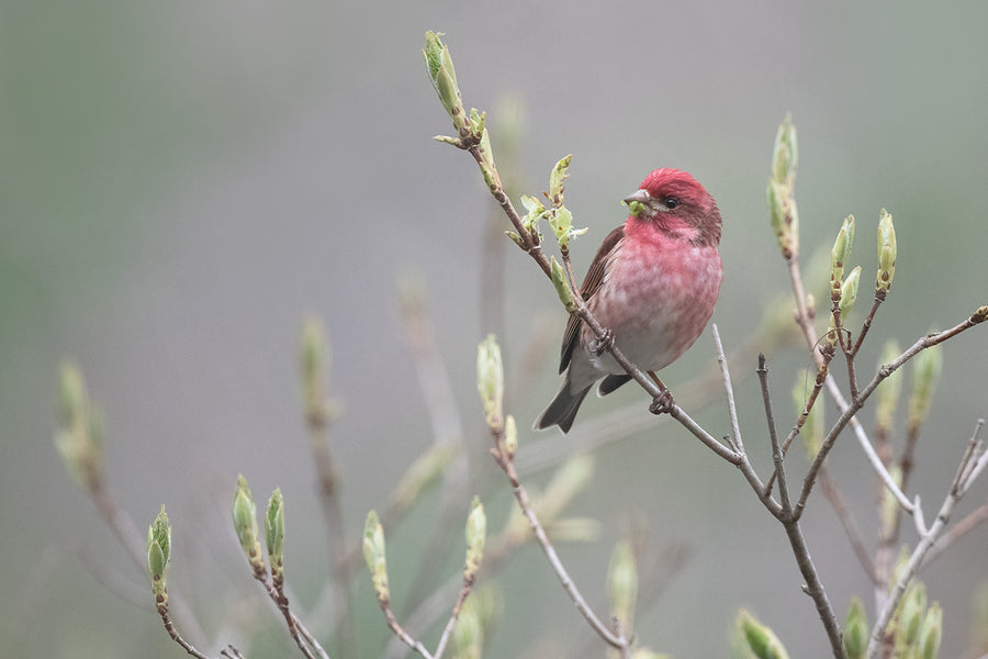 Purple Finch (m)