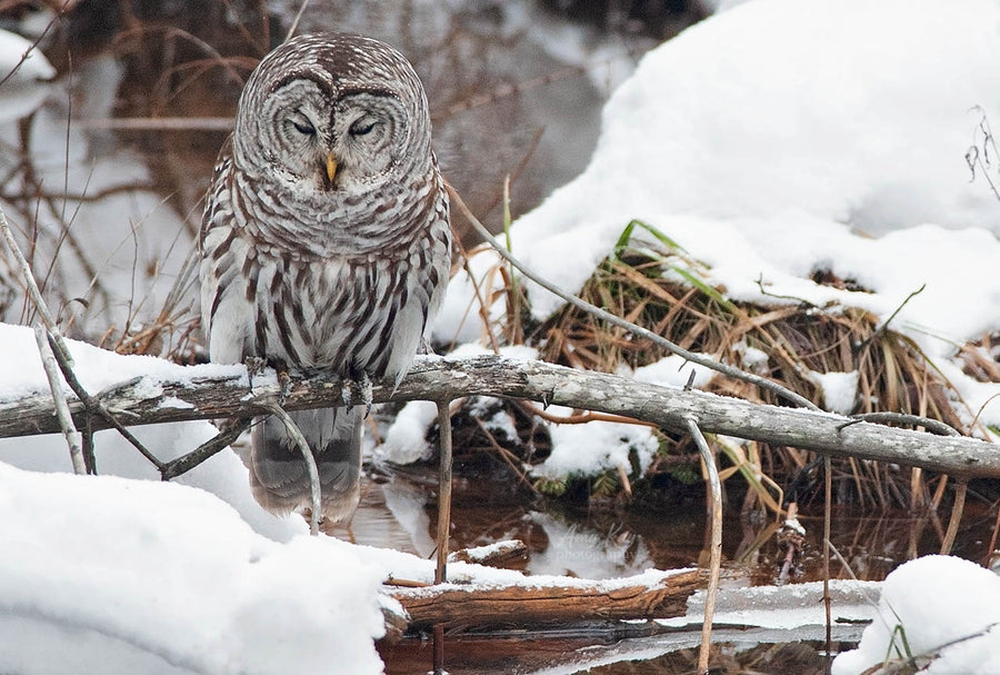 Barred Owl