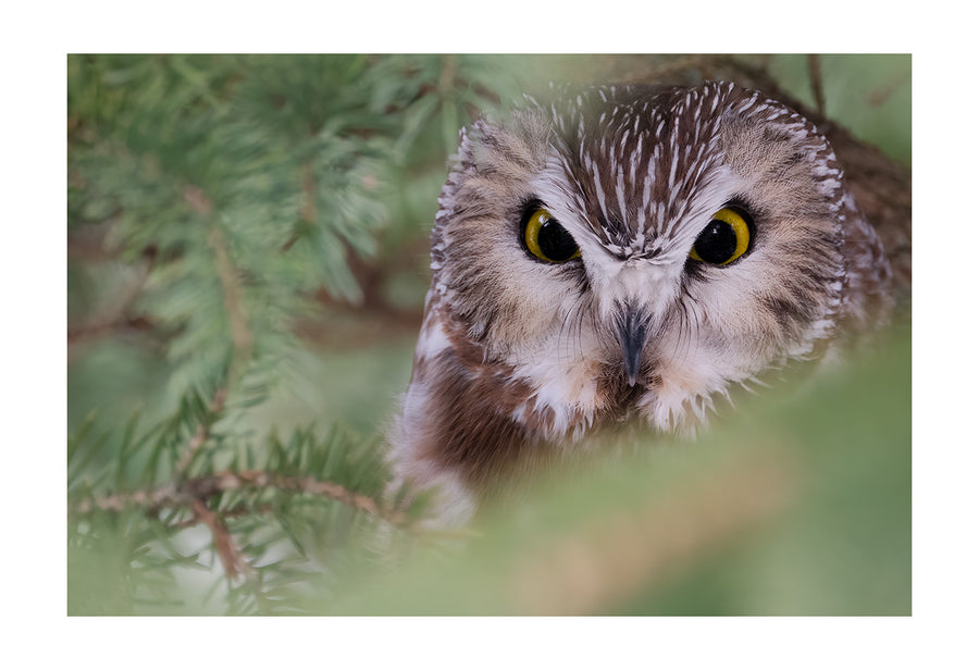 Northern Saw-whet Owl, HD Metal Panel