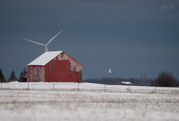 Snowy Owl Farmscape