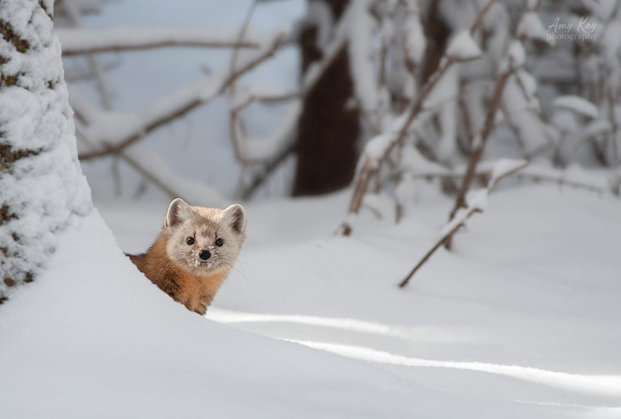 Pine Marten